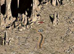 蜈蚣洞地图 蜈蚣洞地图